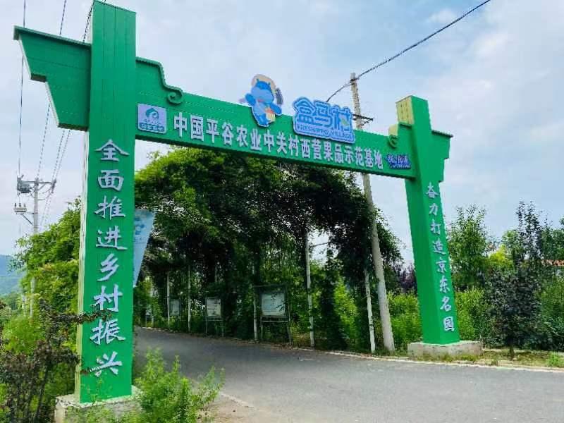 7月初,北京首家农副产品"盒马村"落地平谷区峪口镇西营村.受访者供图