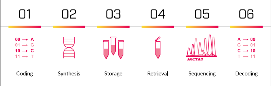 DNA 存储的步骤｜ 来源：DNA Data Storage Alliance