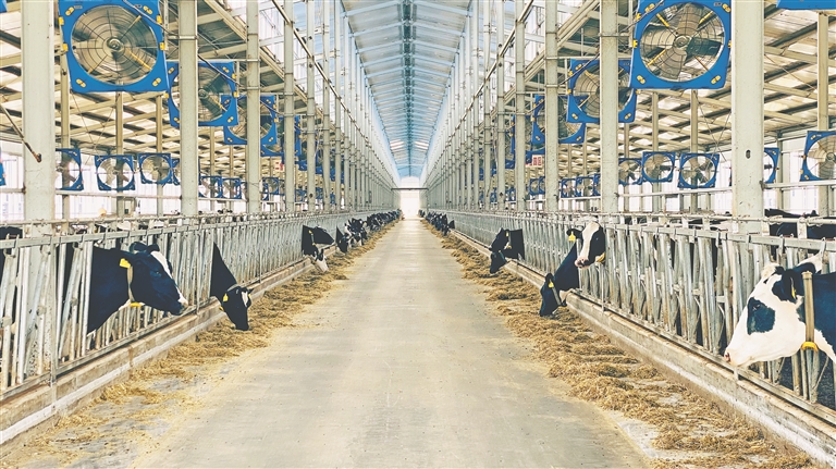 伊利合作伙伴林甸县新合牧场.