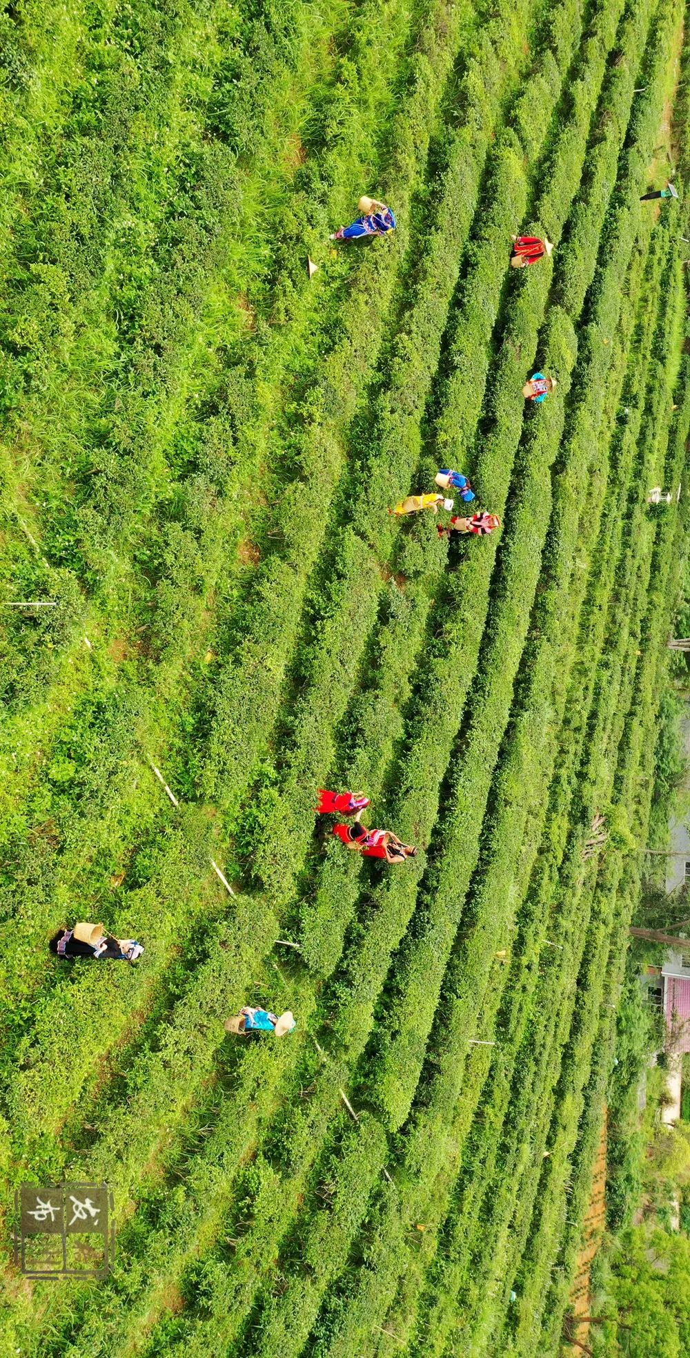 看,这就是梧州的六堡茶产业!高清图集·六堡茶韵篇|梧州市_新浪财经_