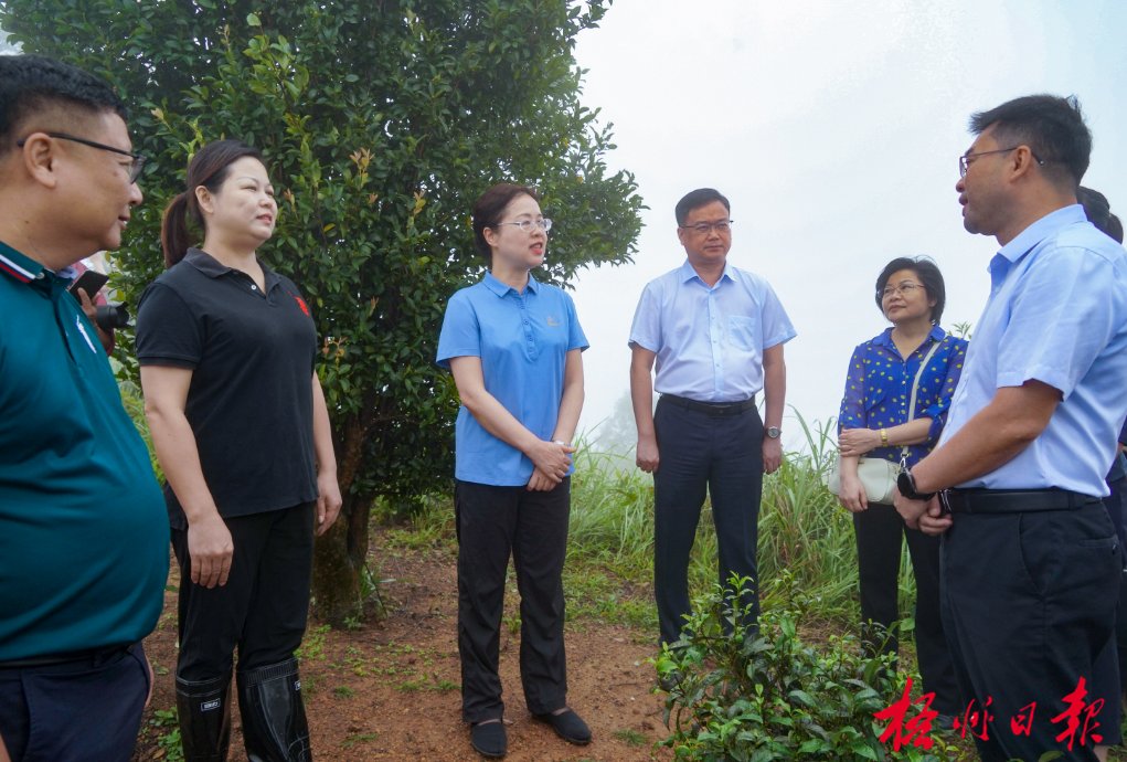 做优做大茶产业 拓宽路子助增收丨钟畅姿到岑溪市开展相关调研|钟畅姿