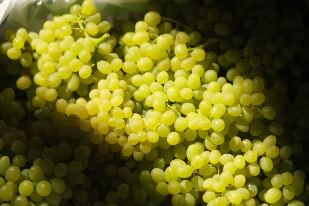 超甜吐鲁番白葡萄皮薄无籽脆爽爆汁顺丰冷链送到家