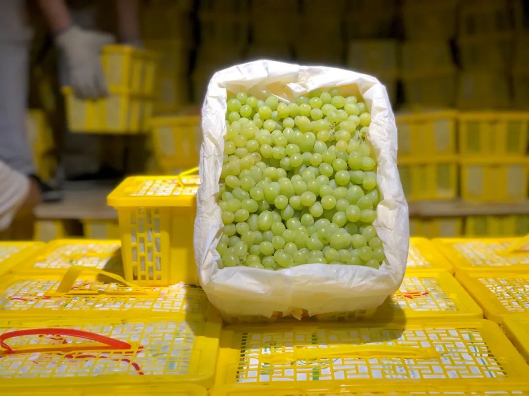 超甜吐鲁番白葡萄皮薄无籽脆爽爆汁顺丰冷链送到家