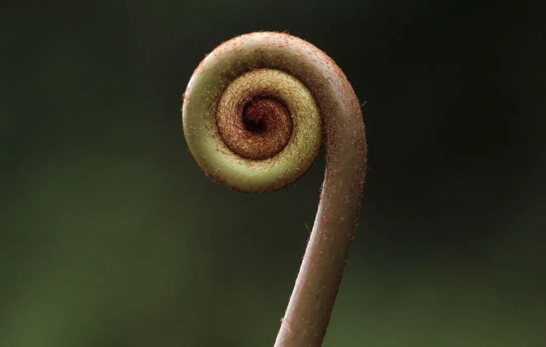 蕨类植物卷叠的新叶,造型萌美而充满科技感,像初生婴儿握住的拳头,被