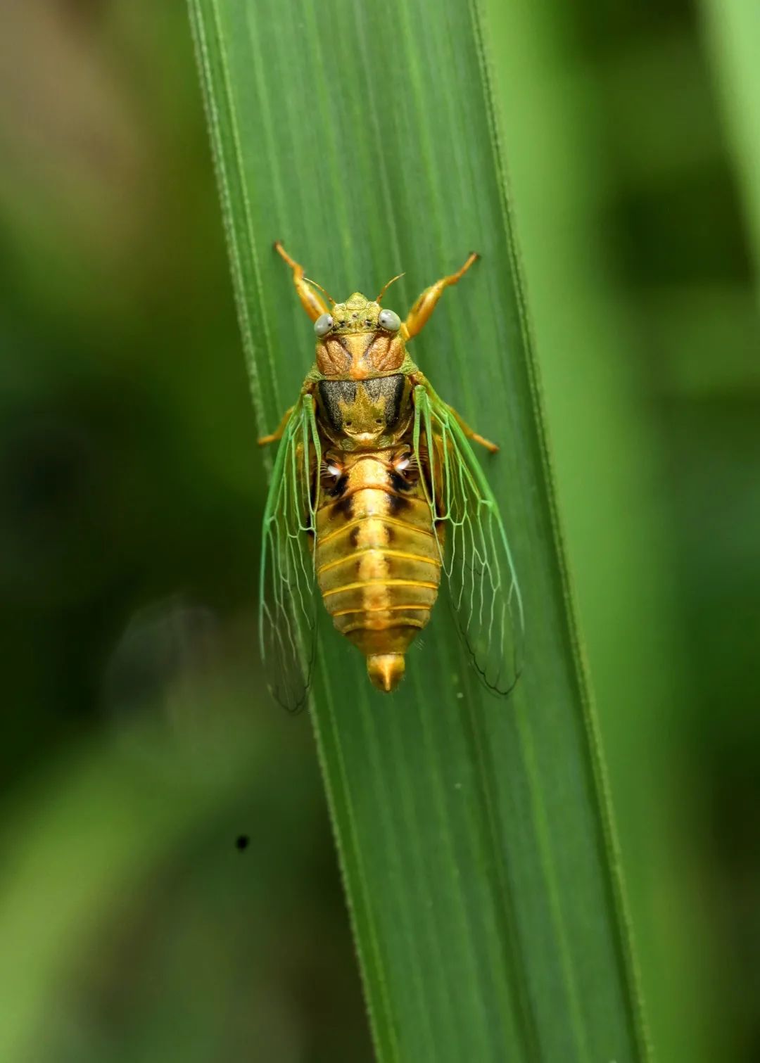 鸣唱中的绿草蝉.南兆旭/摄