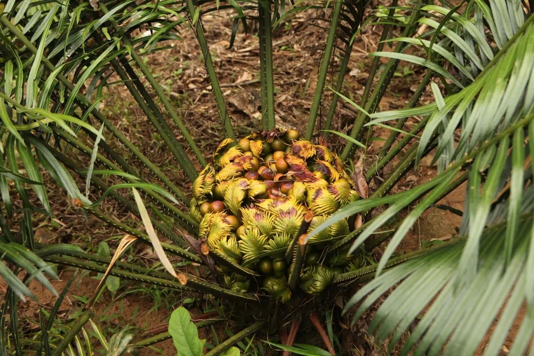 仙湖苏铁的雄花和种子