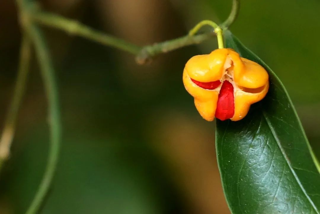 结出了果实的中华卫矛,常绿灌木中华卫矛是深圳的本土植物.