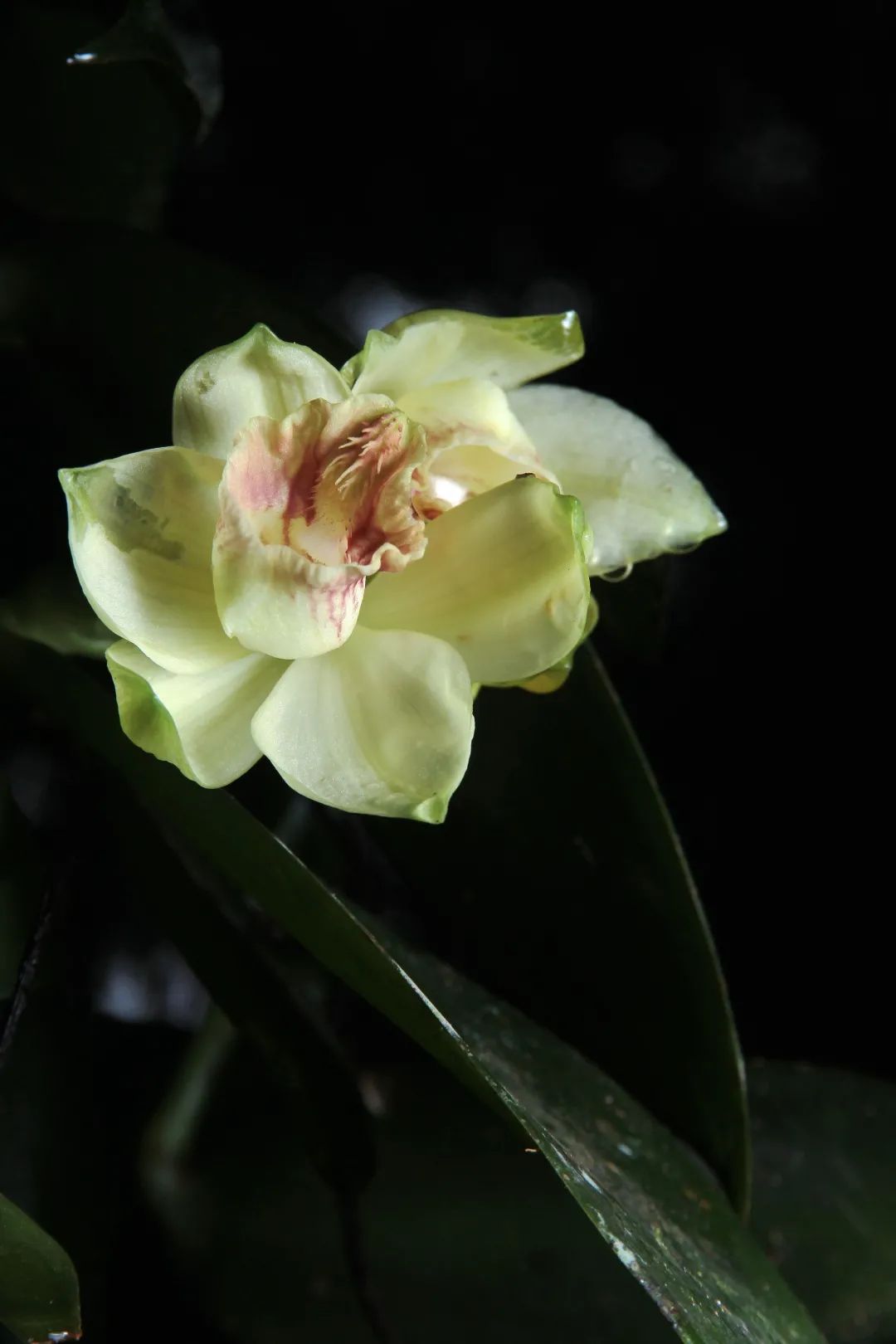 深圳香荚兰是深圳发现的第一个兰科新种,是分布极小的珍贵兰花,被