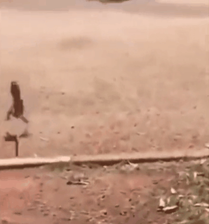 这路有点烫脚啊。| 图源网络