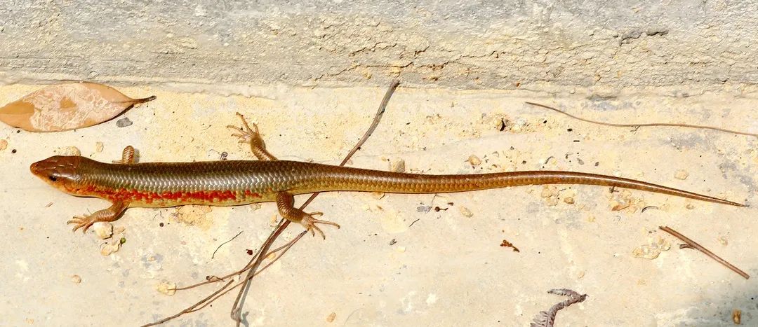 立秋| 深圳,有哪些"国字号"生物?|深圳市_新浪财经_新浪网