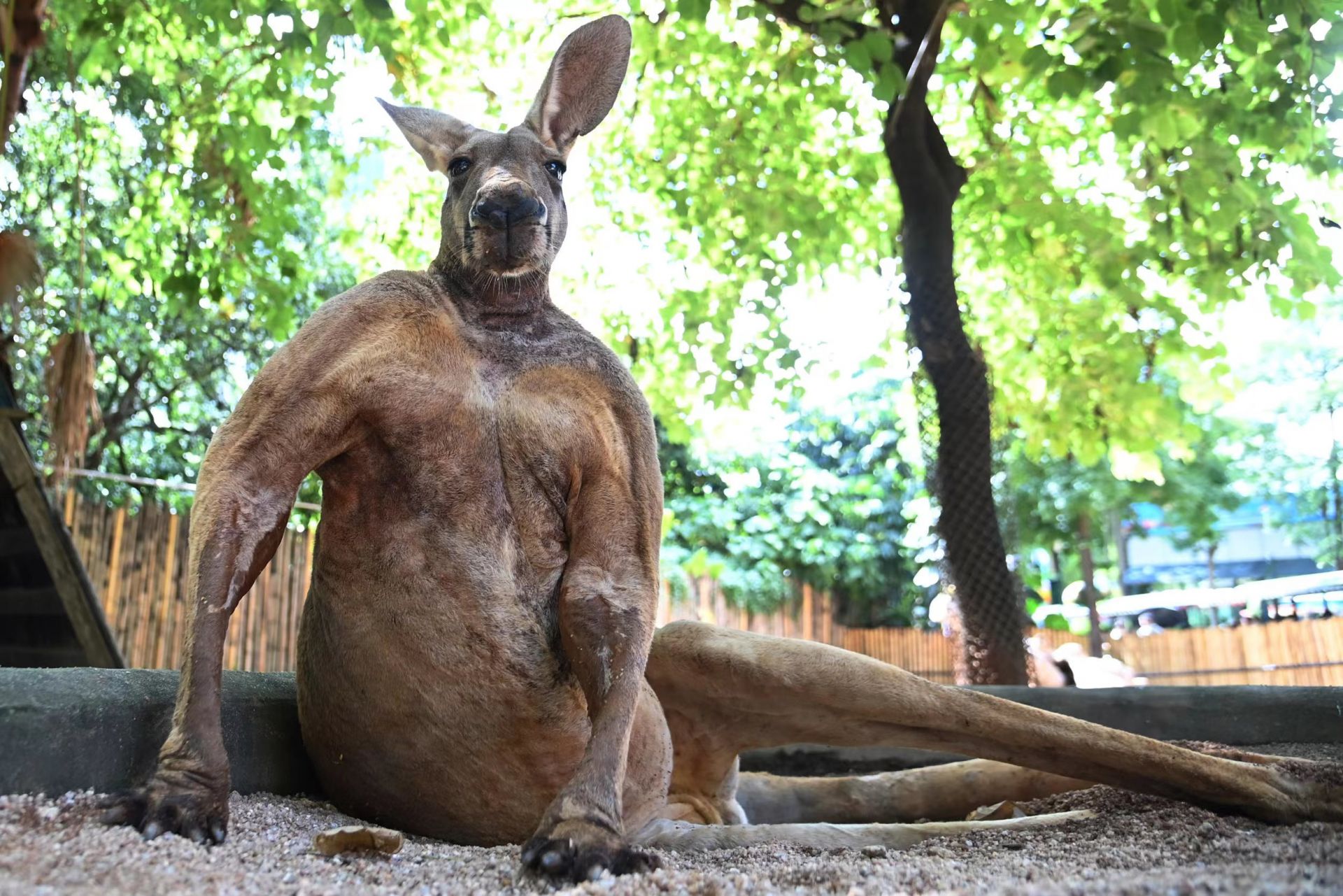 据了解,赤大袋鼠广泛分布于澳大利亚,又名红大袋鼠,大赤袋鼠,是世界上