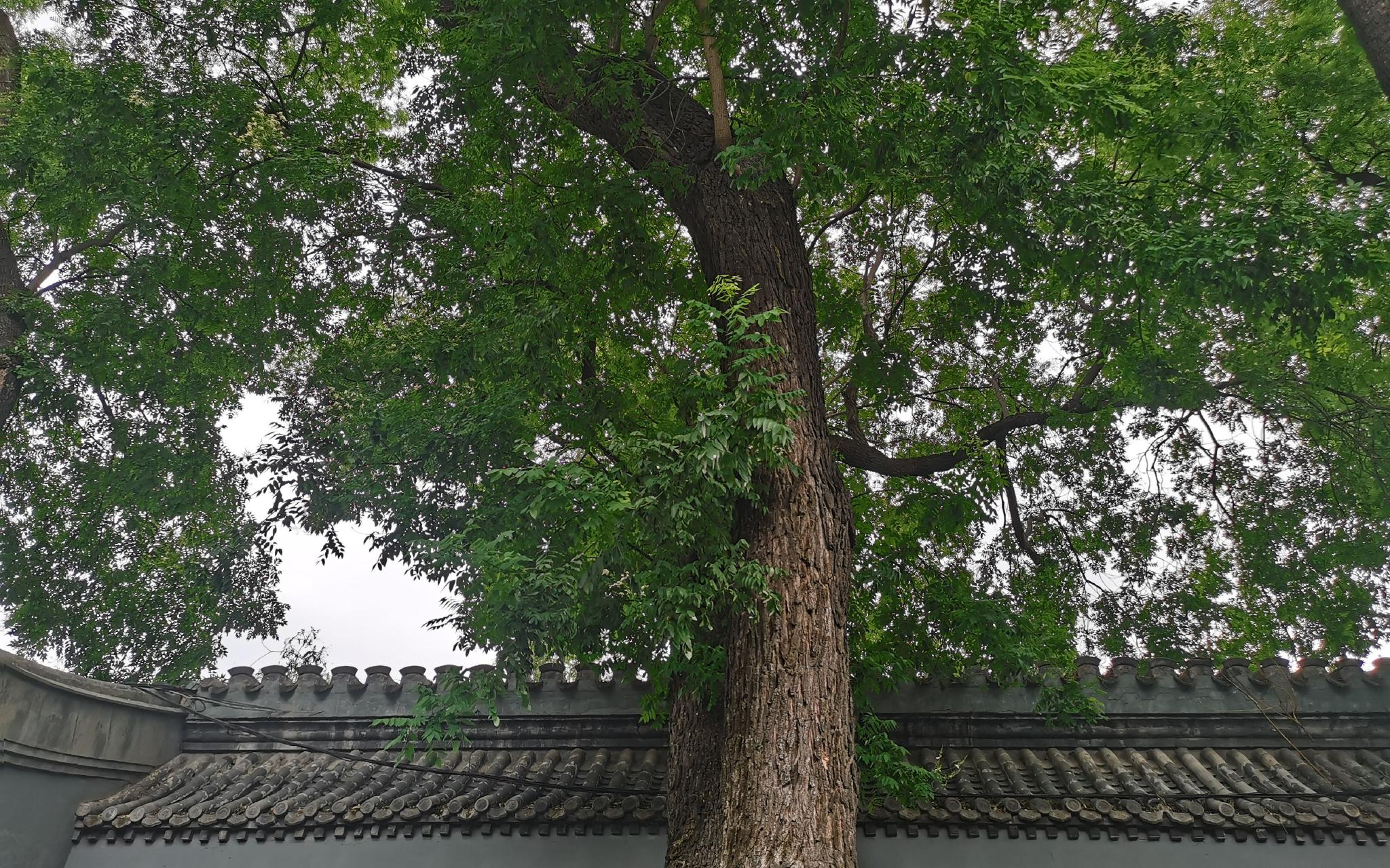 有110年树龄的国槐经过复壮后生长茂盛.实习生 陈宇珂 摄