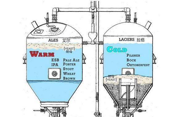 图中左为艾尔工艺，酵母浮在上方且发酵温度较高；