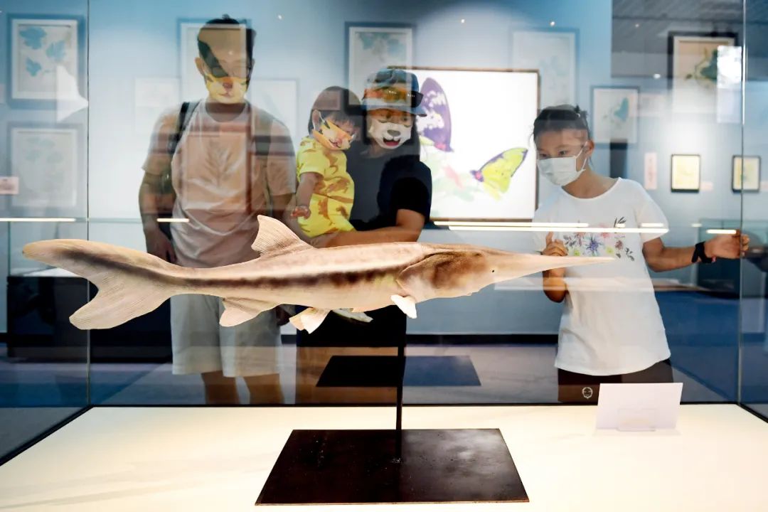 2022年6月18日，人们在北京自然博物馆参观白鲟标本。摄影/本刊记者 田雨昊