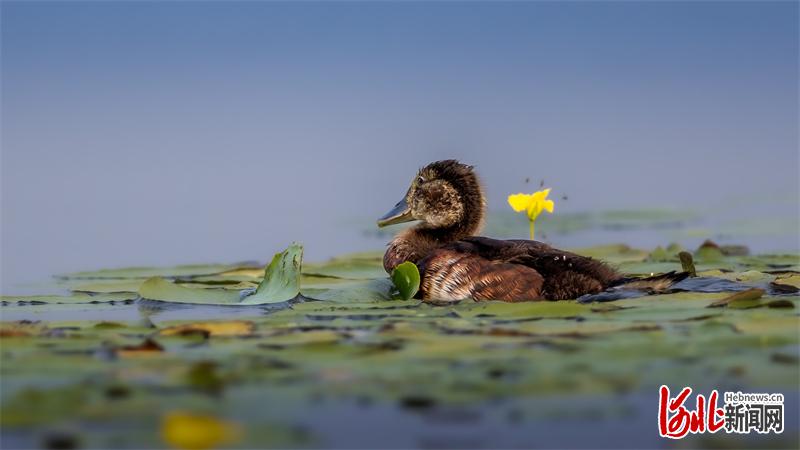 影像记录鸟中大熊猫青头潜鸭安家白洋淀