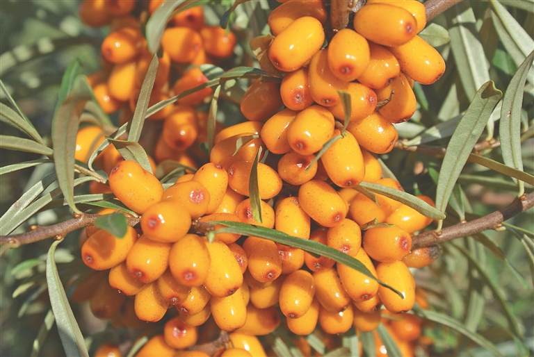 张春生摄□柳邦坤孙吴隶属黑河市,是有名的特产之乡,近年一种崭新的