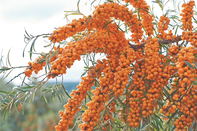 大果沙棘润孙吴