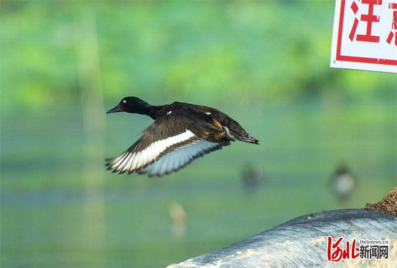 影像记录鸟中大熊猫青头潜鸭安家白洋淀