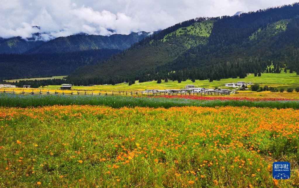 这是鲁朗花海牧场景区(手机照片,8月6日摄).新华社记者 沈虹冰 摄