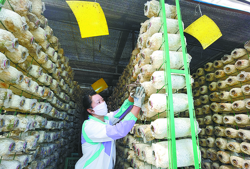 废弃养殖场上长出了现代化食用菌温棚