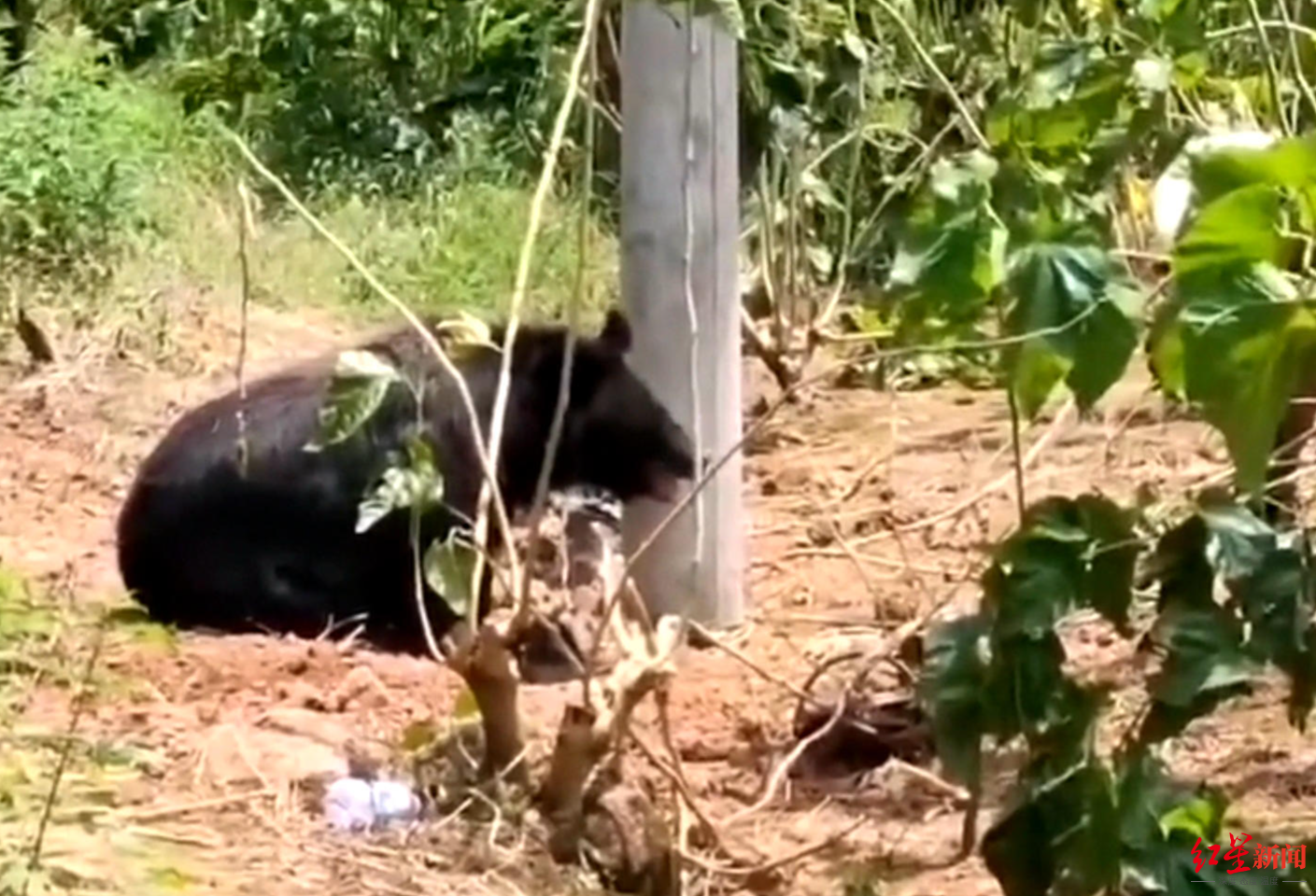 ↑7月11日，乐至方广村，一只黑熊被捕获，来源不明