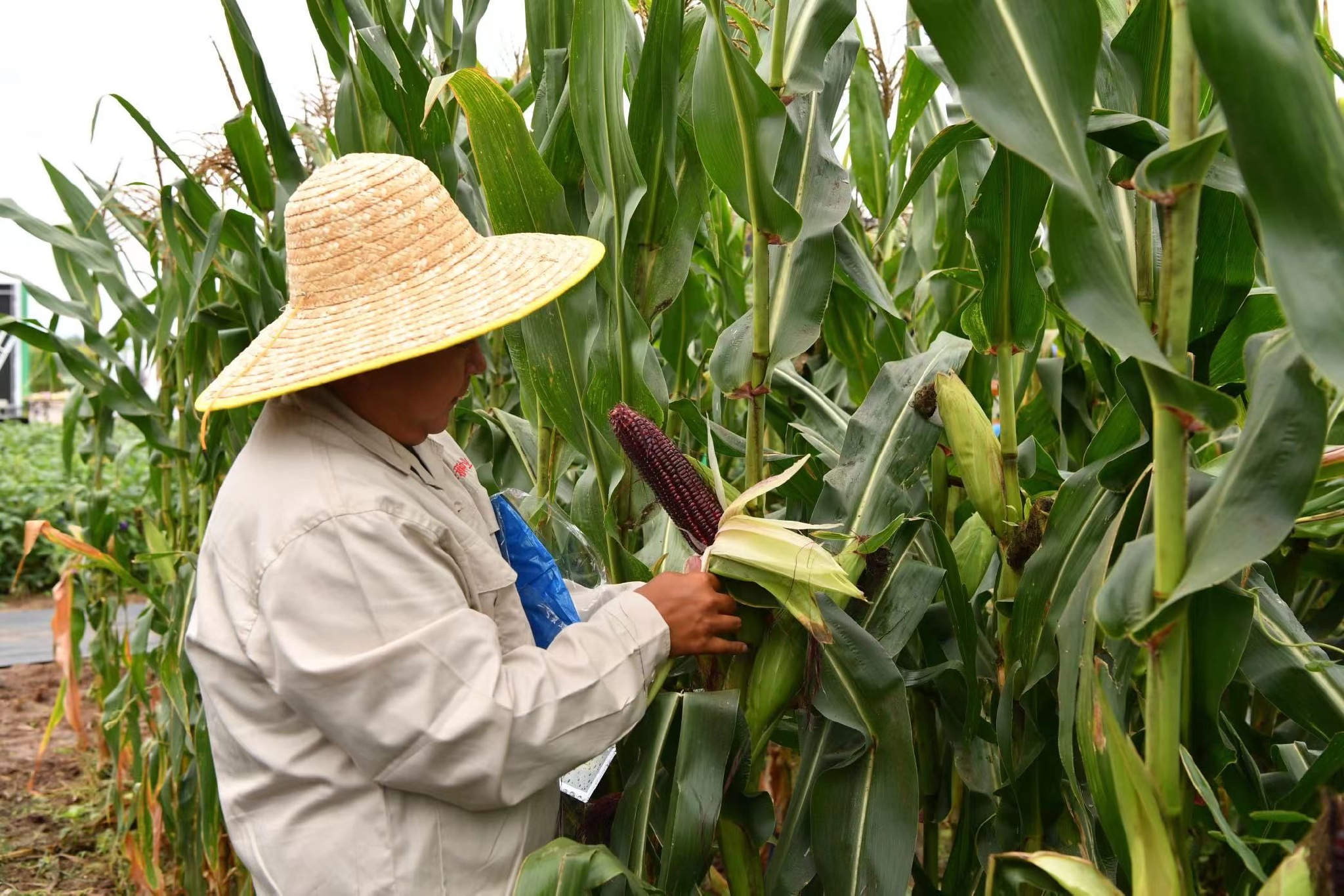 延庆区旧县镇妫水农耕现代农业示范区玉米种植区,一米多高的鲜食玉米