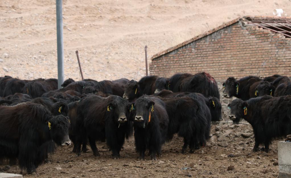 这是3月16日在大通种牛场拍摄的"阿什旦"牦牛.(新华社记者 李宁摄)