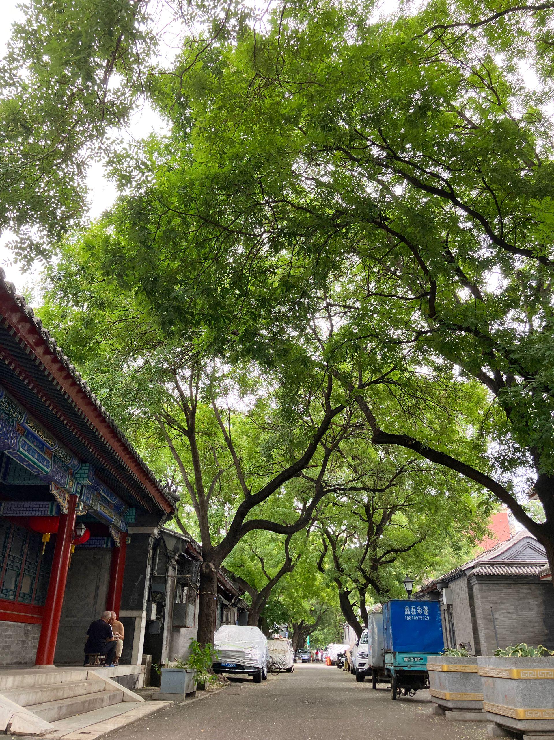 曾震摄东四三条胡同作为北京最古老的街区之一,距今已有