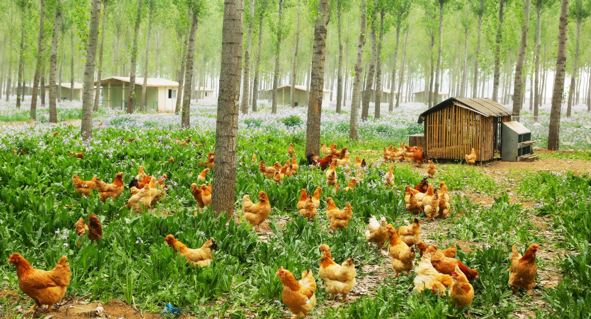 北京油鸡林下生态散养.图片来源:北京绿嘟嘟农庄