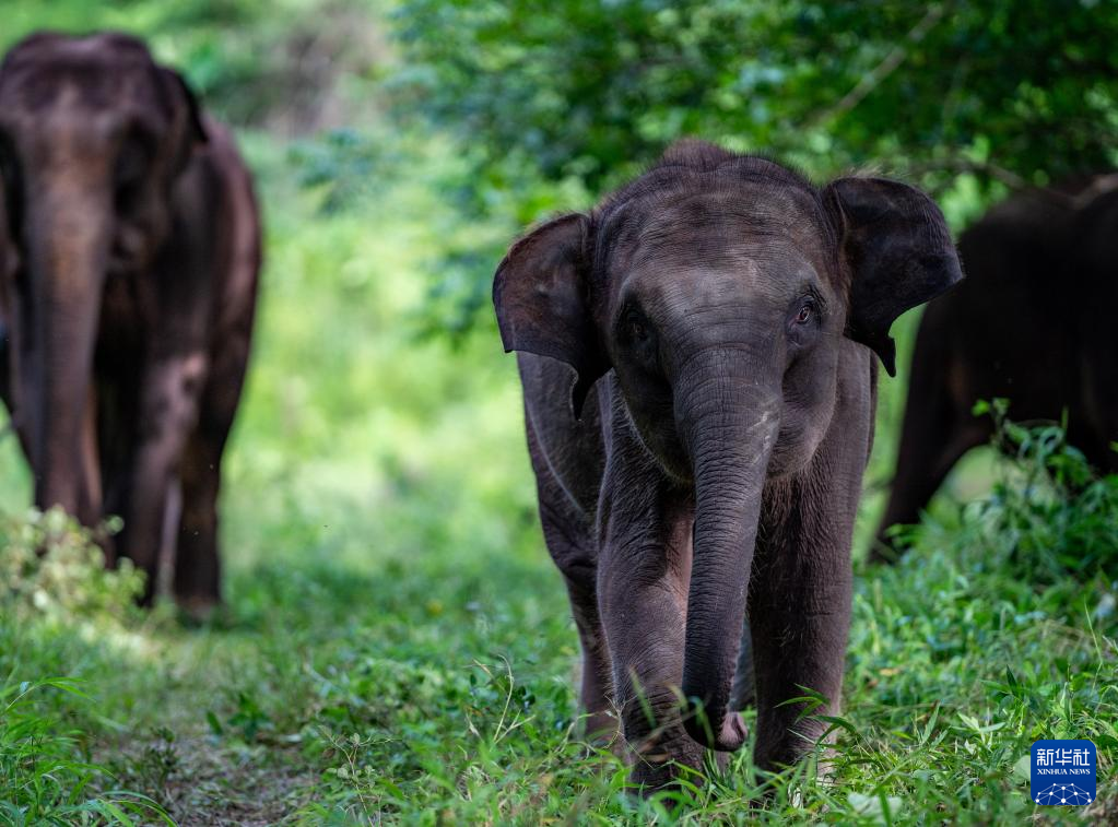云南上线大象频道