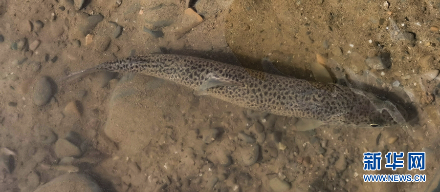 青海果洛开展川陕哲罗鲑种群栖息地重建活动