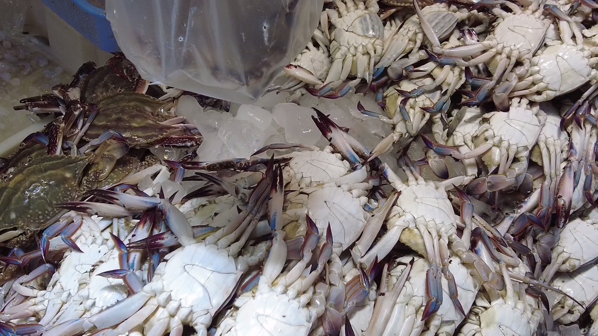 梭子蟹便宜又好吃正是大快朵颐好辰光