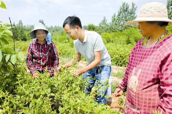 ▲专家在田间指导农户种植金银花 王建栋 摄