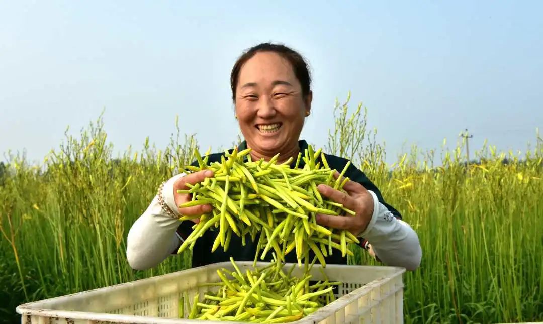 泊头:采下黄花菜 农民致富快