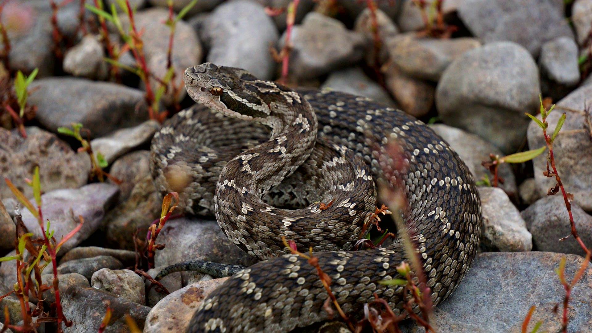 蝮蛇(有毒).黑豹野生动物保护站供图 