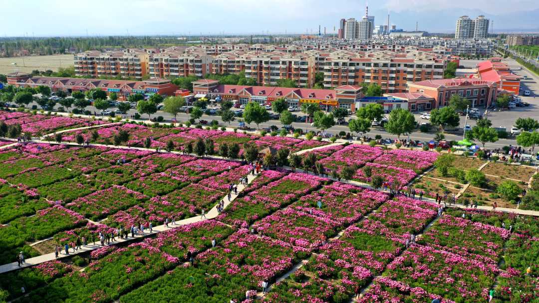 兵团十三师新星市火箭农场百花园鲜花盛开,游客络绎不绝.赵德智摄