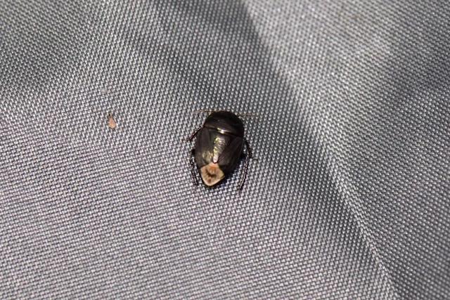 "精灵之约 暗访夜精灵"线上特别活动第四期丨直播预告