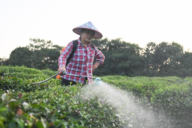 8月11日清晨，在西湖龙井核心产区之一的双峰村，茶农在为茶树喷洒水分和肥料。新华社记者 黄宗治 摄