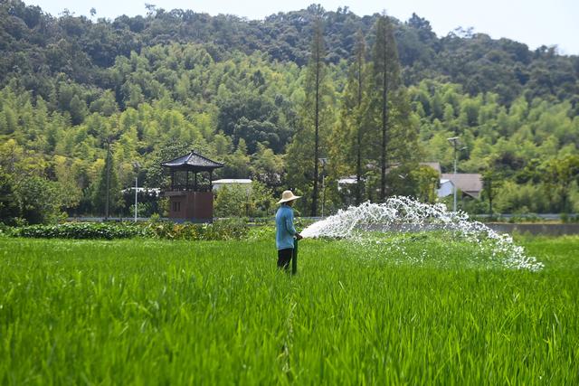 8月11日，工作人员在湖州市吴兴区道场乡的卉弘生态园的水稻种植基地里灌水，保证稻田里灌水量大于蒸发量。新华社记者 徐昱 摄