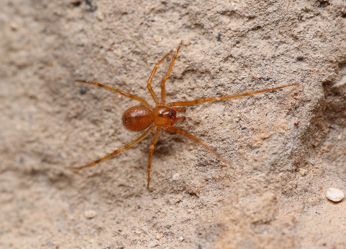 巫溪小类球蛛雄蛛(成熟个体)生态照.受访单位供图