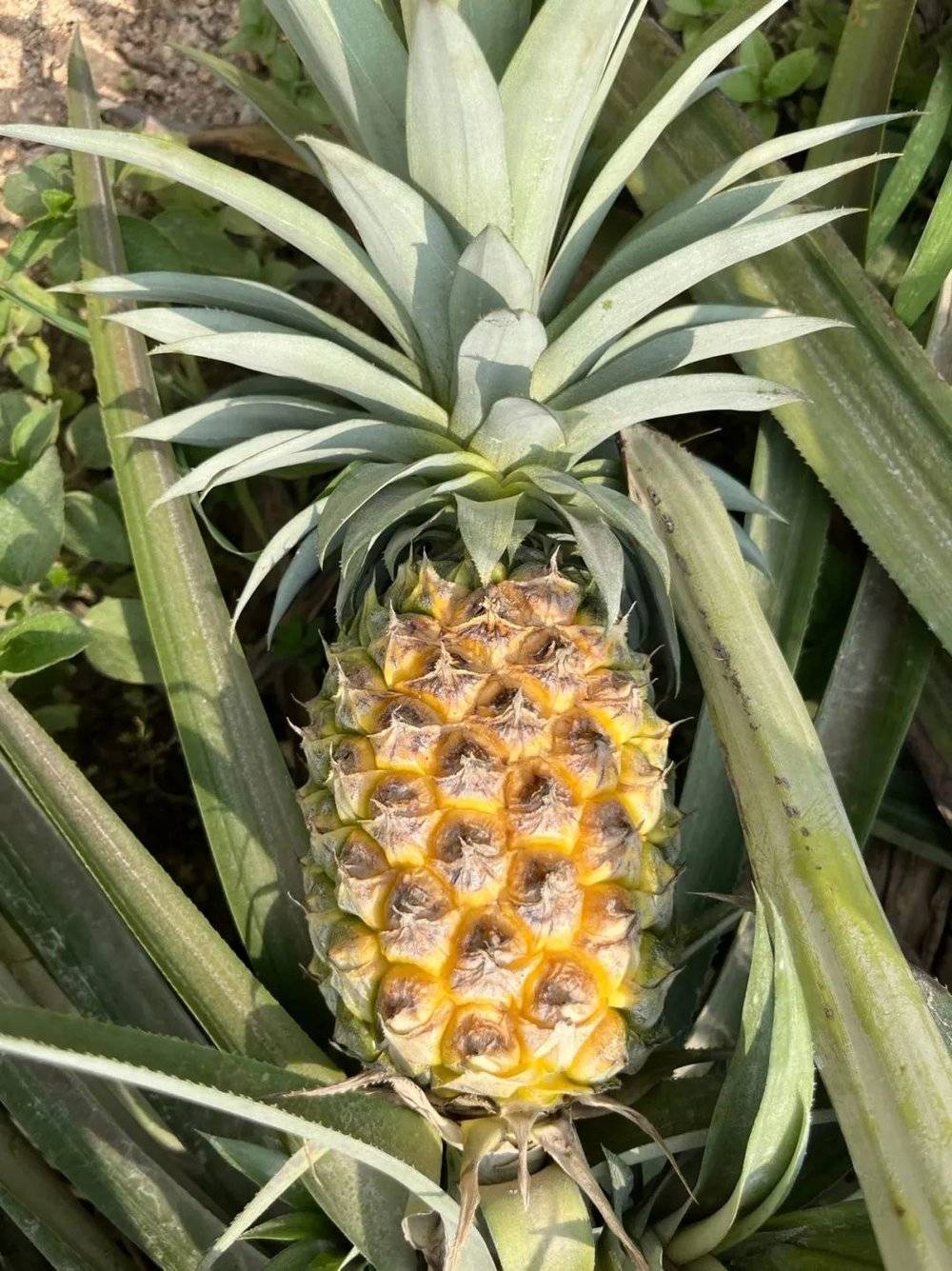 长在丫髻山上的菠萝./作者供图