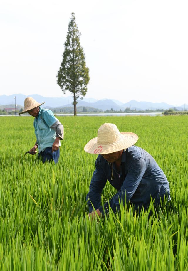 8月10日，在位于绍兴越城区陶堰街道的古越龙山绍兴酒鉴湖糯稻基地，工作人员在为稻田除草。新华社记者 翁忻旸 摄