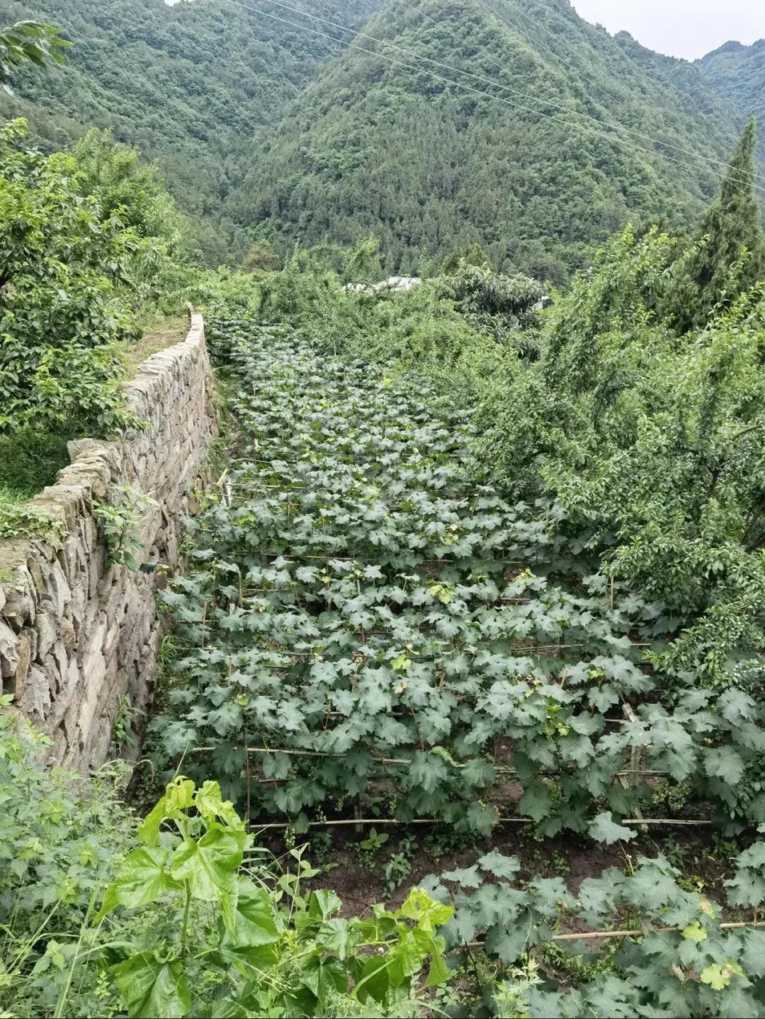 老陈家的葡萄架（图片由受访者提供）