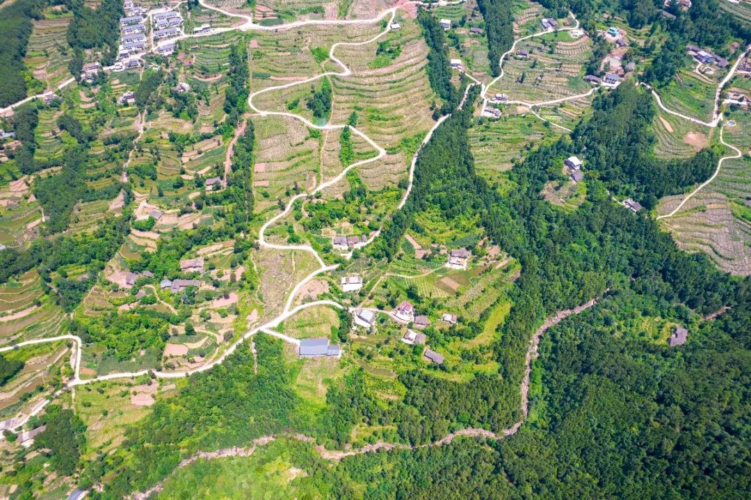 四川省南江县公山镇卫星村金银花金银花产业园(供图:南江县公山镇)