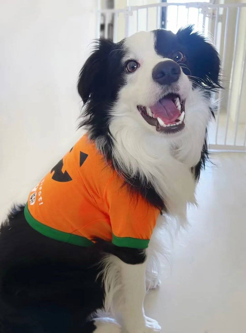 图 | 佳欣和男友养的小狗有一瞬间,佳欣想和男友在澳洲领证.