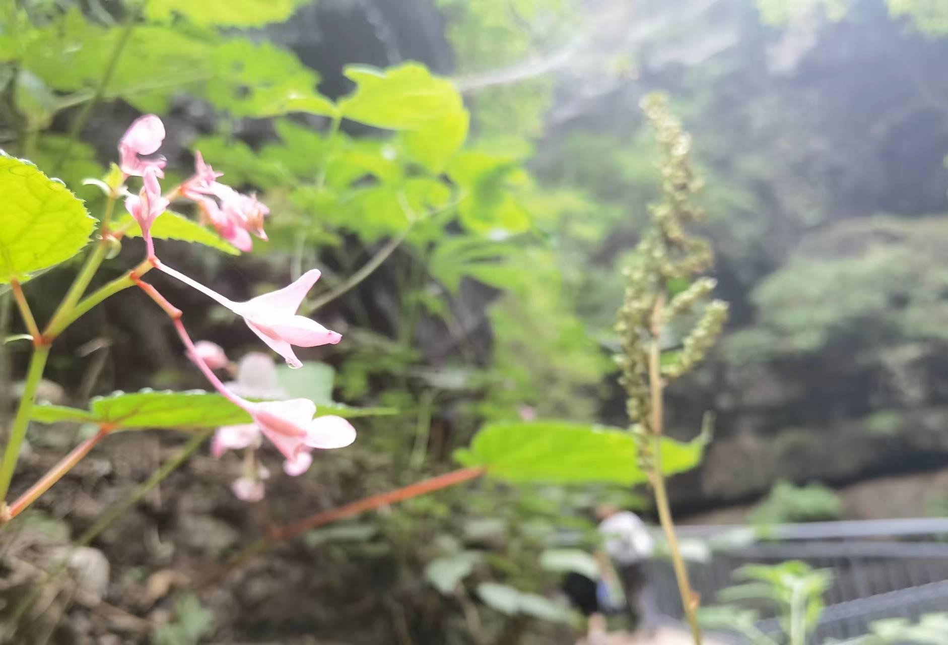 峡谷内植被茂密，物种丰富。新京报记者 周怀宗 摄