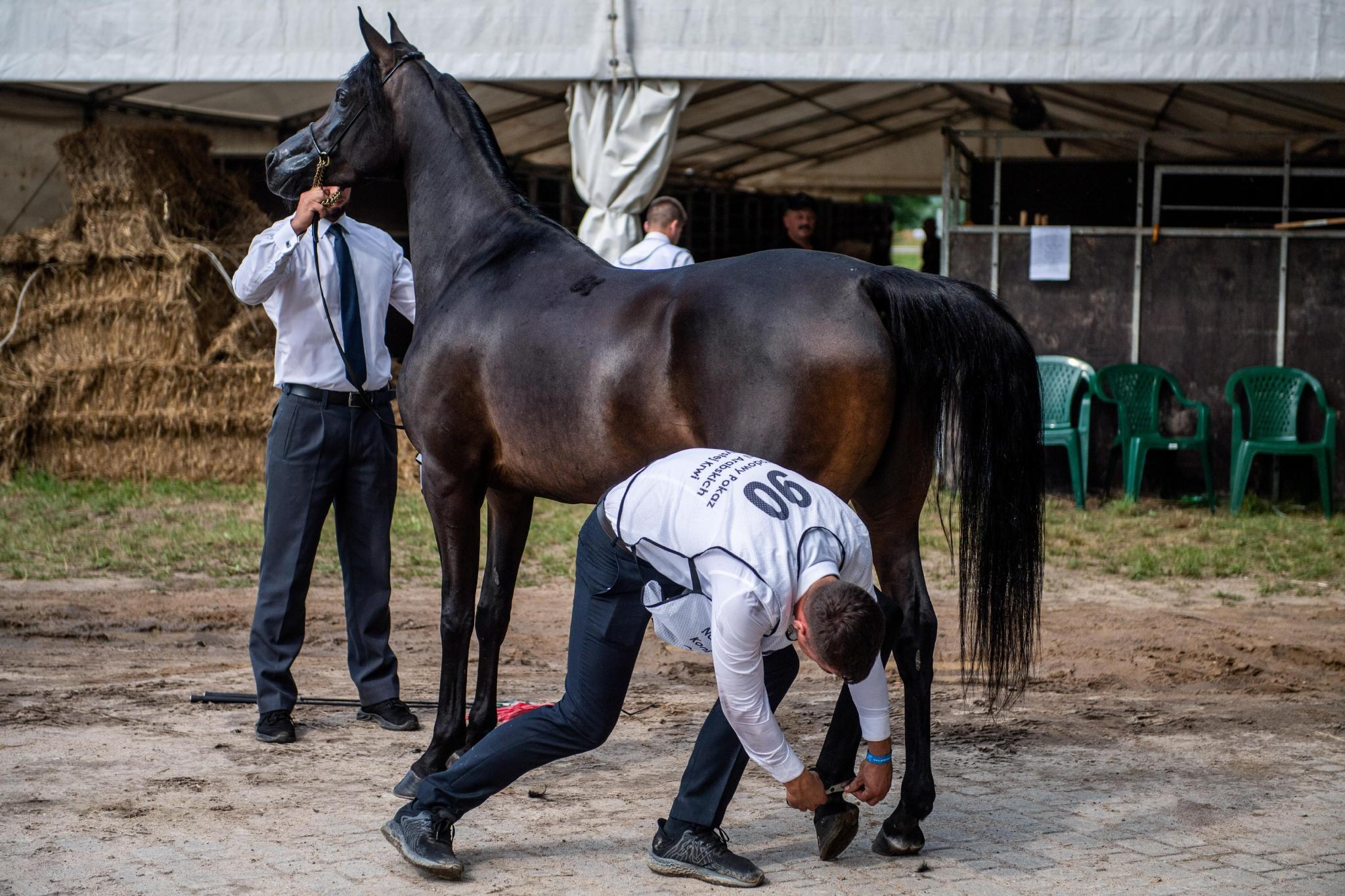 波兰举行第44届阿拉伯纯种马展