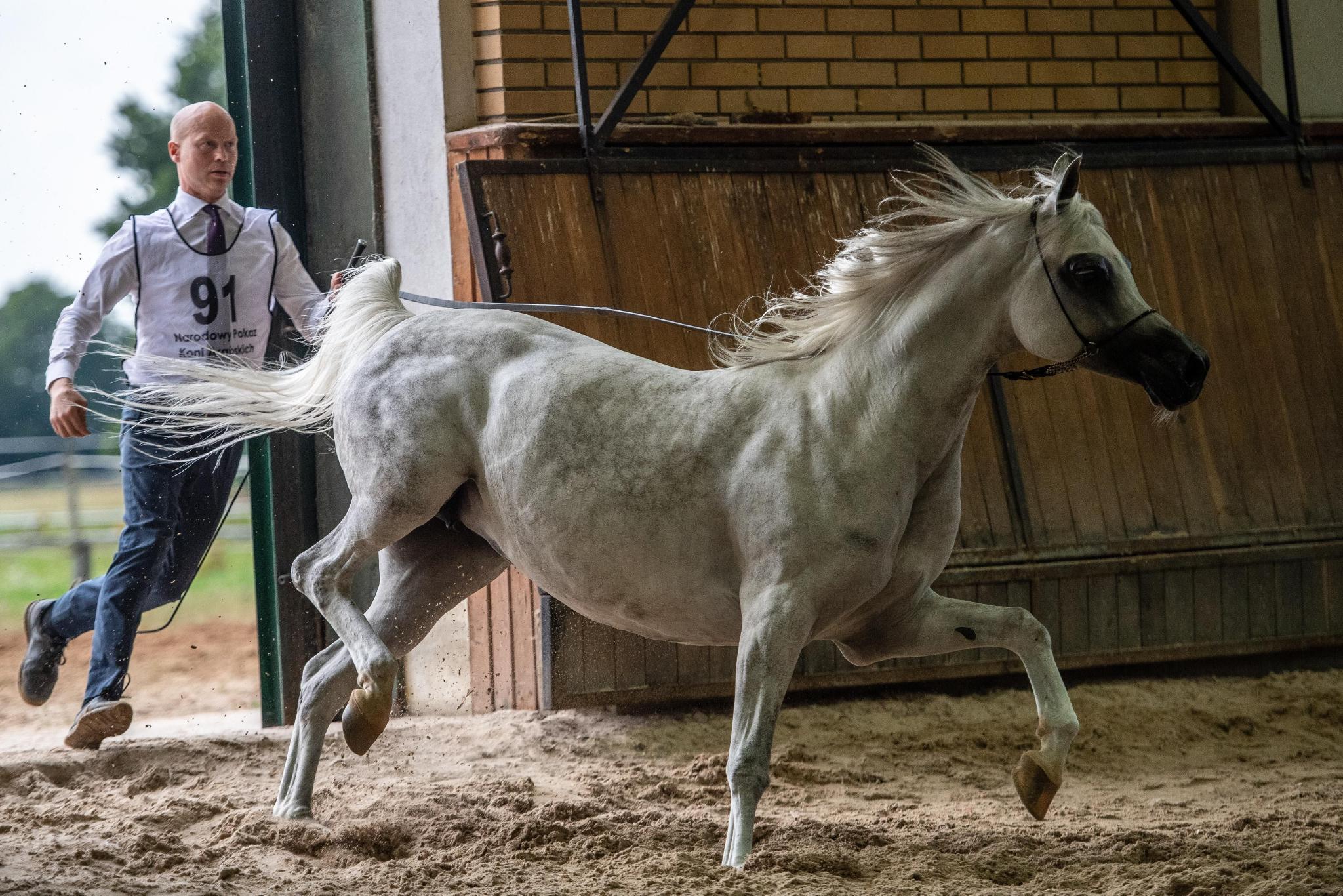 波兰举行第44届阿拉伯纯种马展