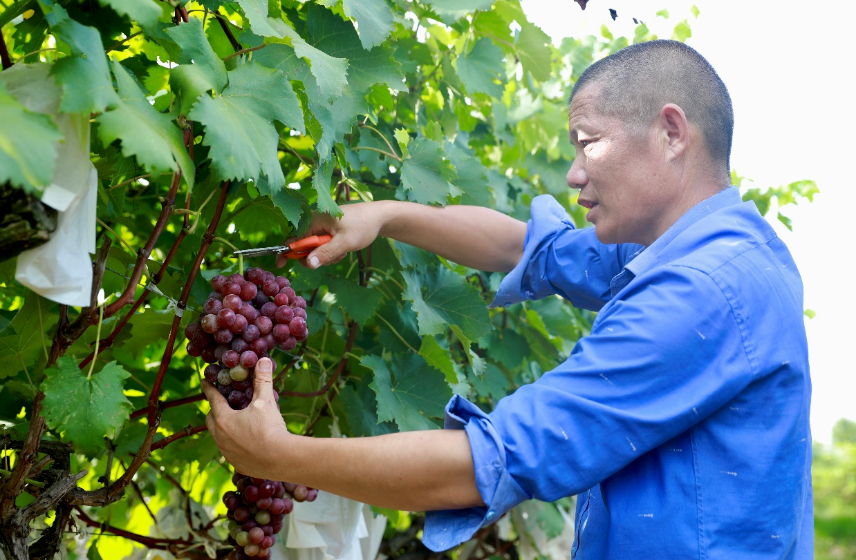 打造文旅产业新品牌 2022年凤阳小岗村葡萄文化旅游节开幕_新浪财经