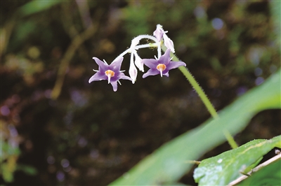 宁波的"苦"花|宁波市_新浪财经_新浪网